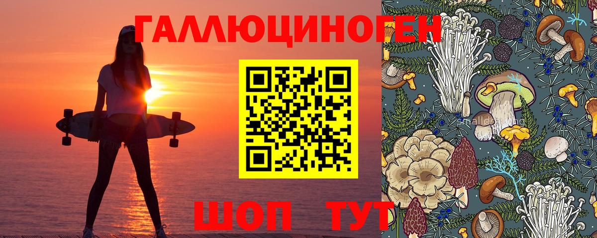 Псилоцибиновые грибы Psilocybe Будённовск